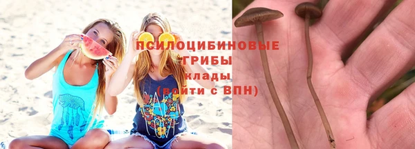 прущие грибы Аркадак