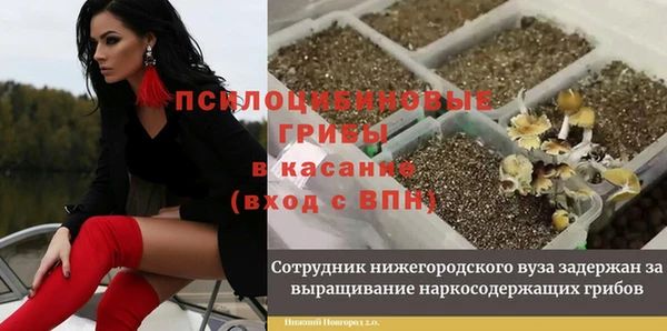 прущие грибы Аркадак